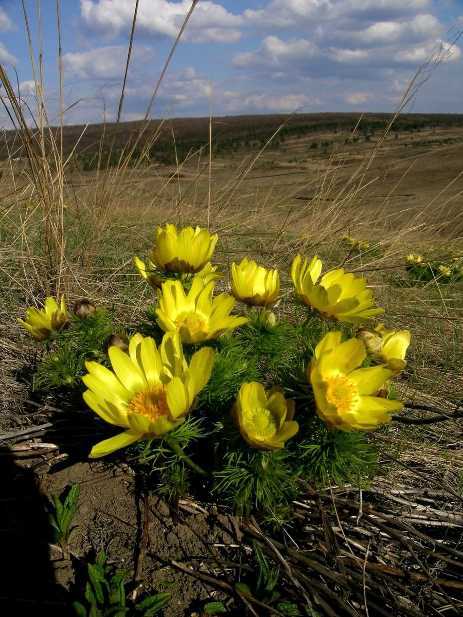 Адонис весенний