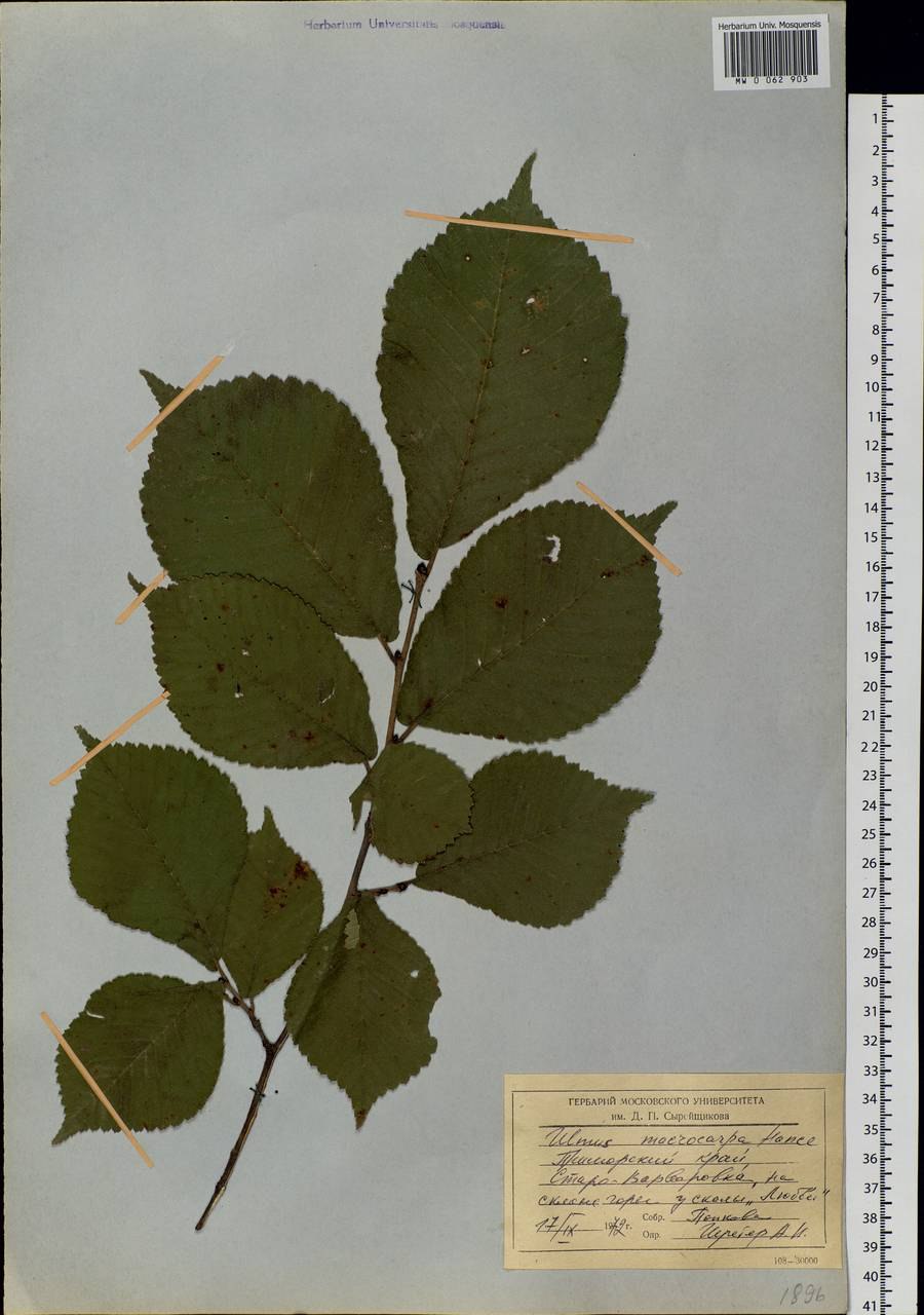 Вяз на равнине