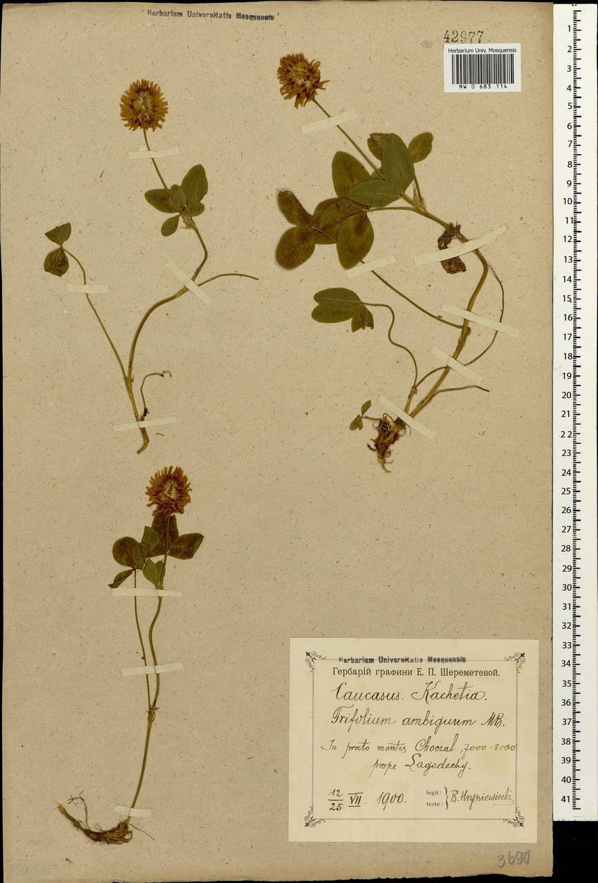 Амория сомнительная