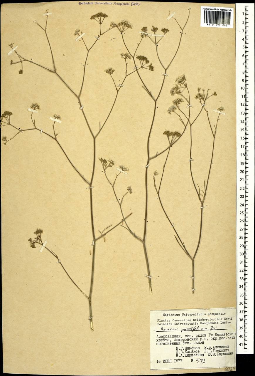 Тмин чёрный/Калонджи (Nigella Sativa) 1 кг