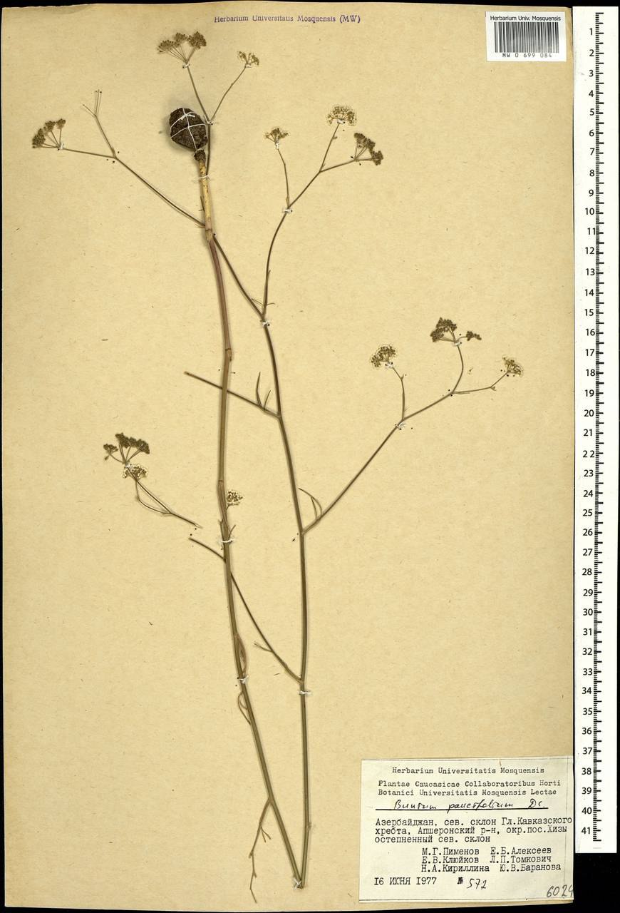 Буниум клубнекаштановый