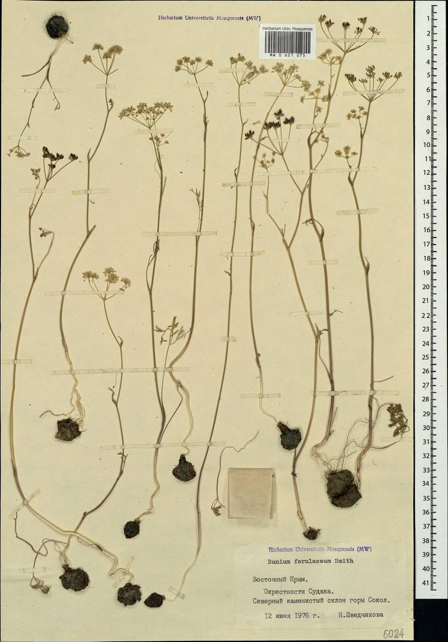 Bunium bulbocastanum