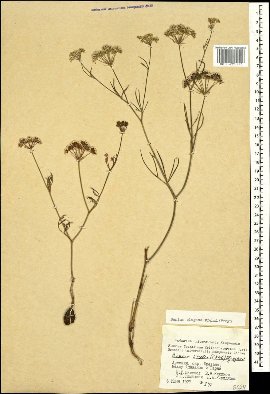 Буниум персидский