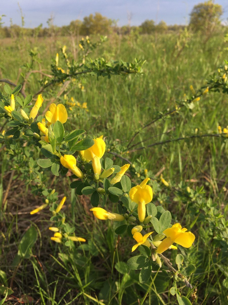 Ракитник вульфа