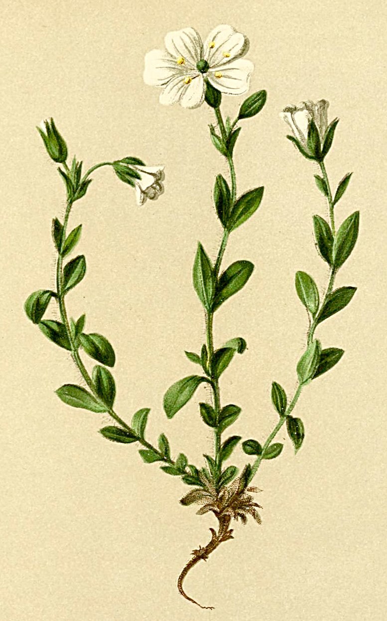 Ясколка трёхстолбиковая