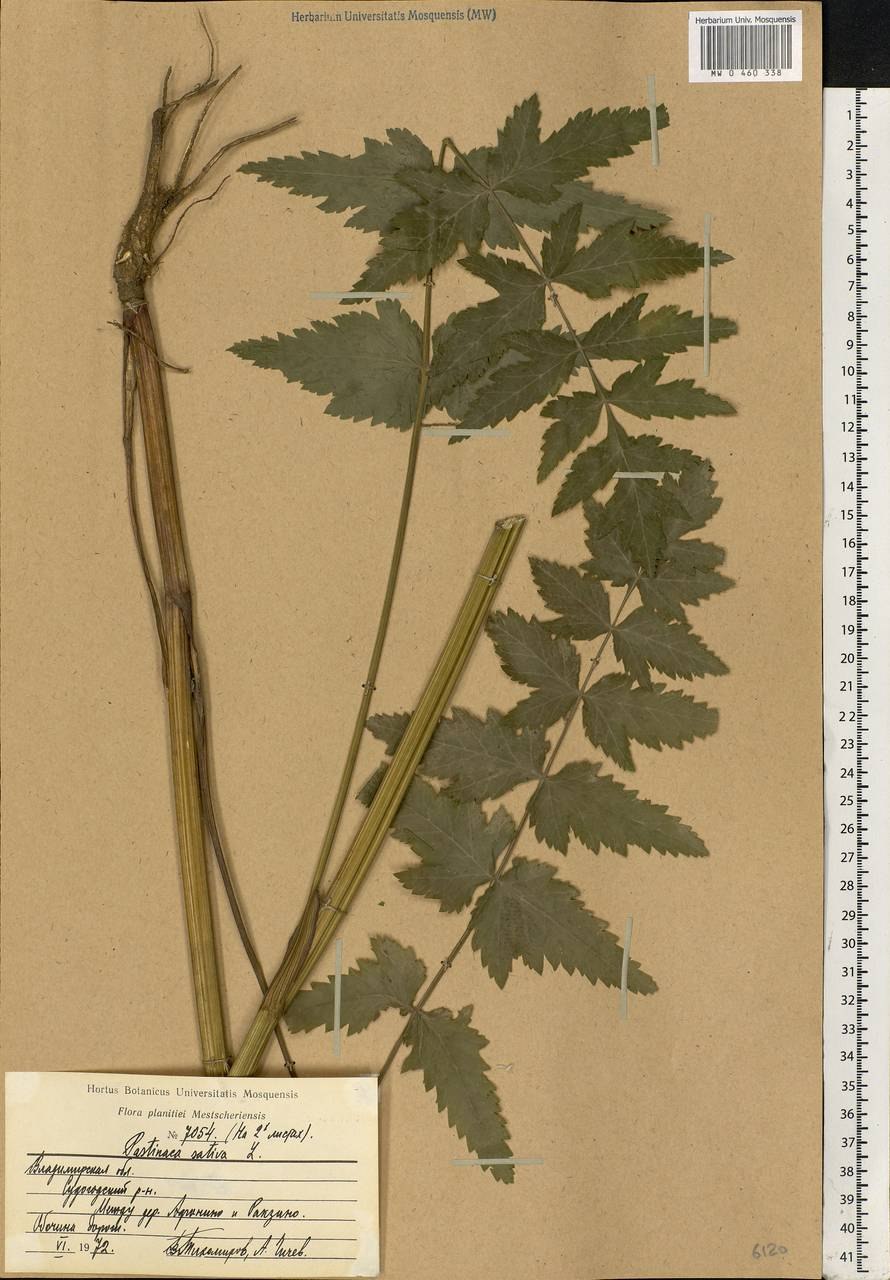 Pastinaca Sylvestris