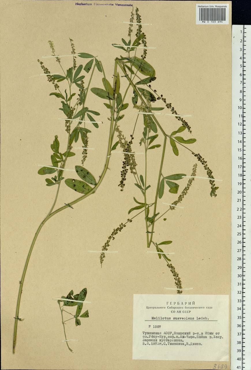 Донник лекарственный