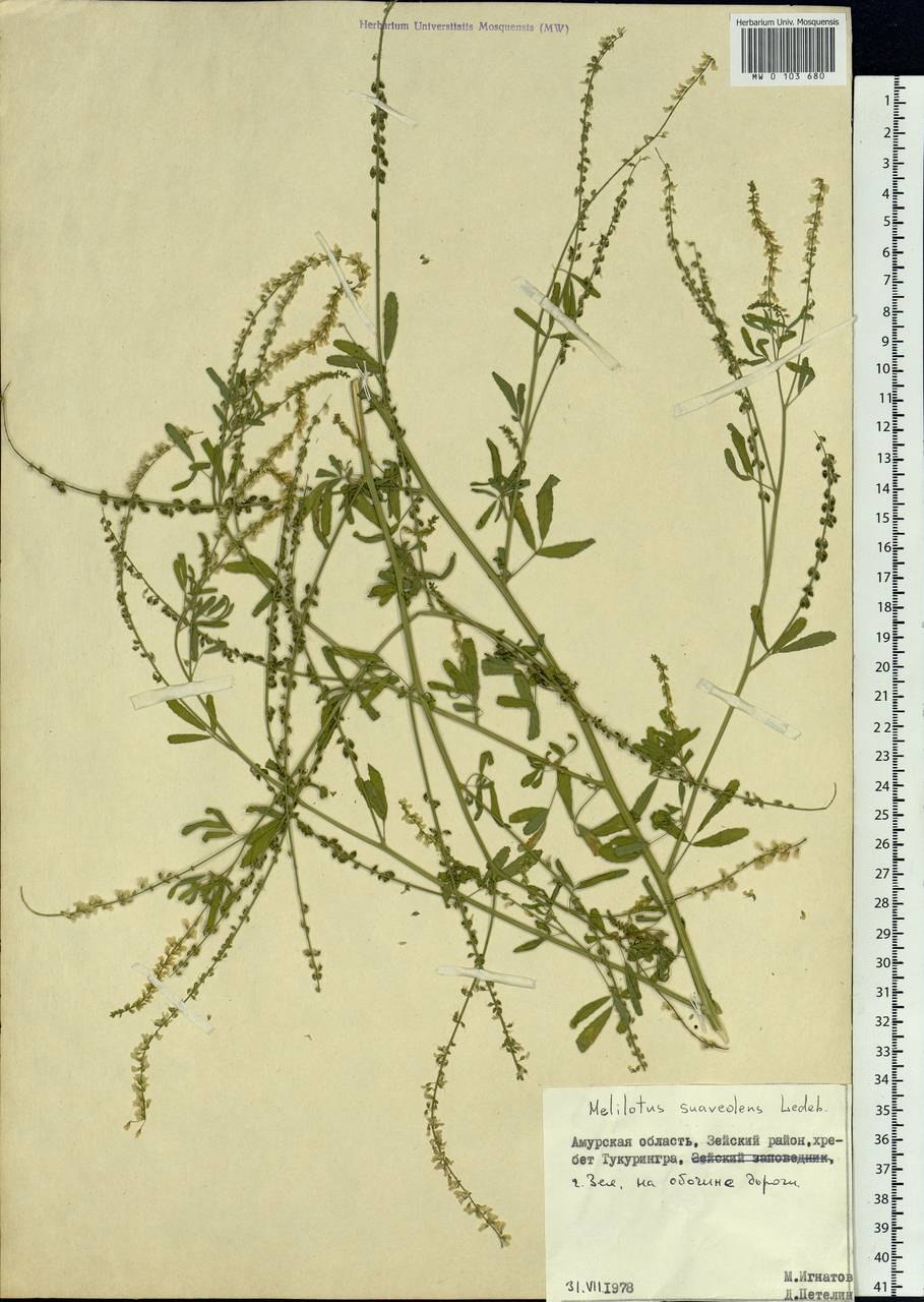 Иссоп лекарственный 'Albus'