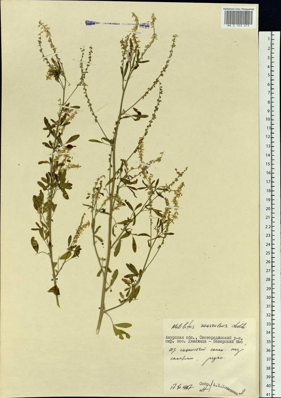 Донник лекарственный (Melilotus officinalis)