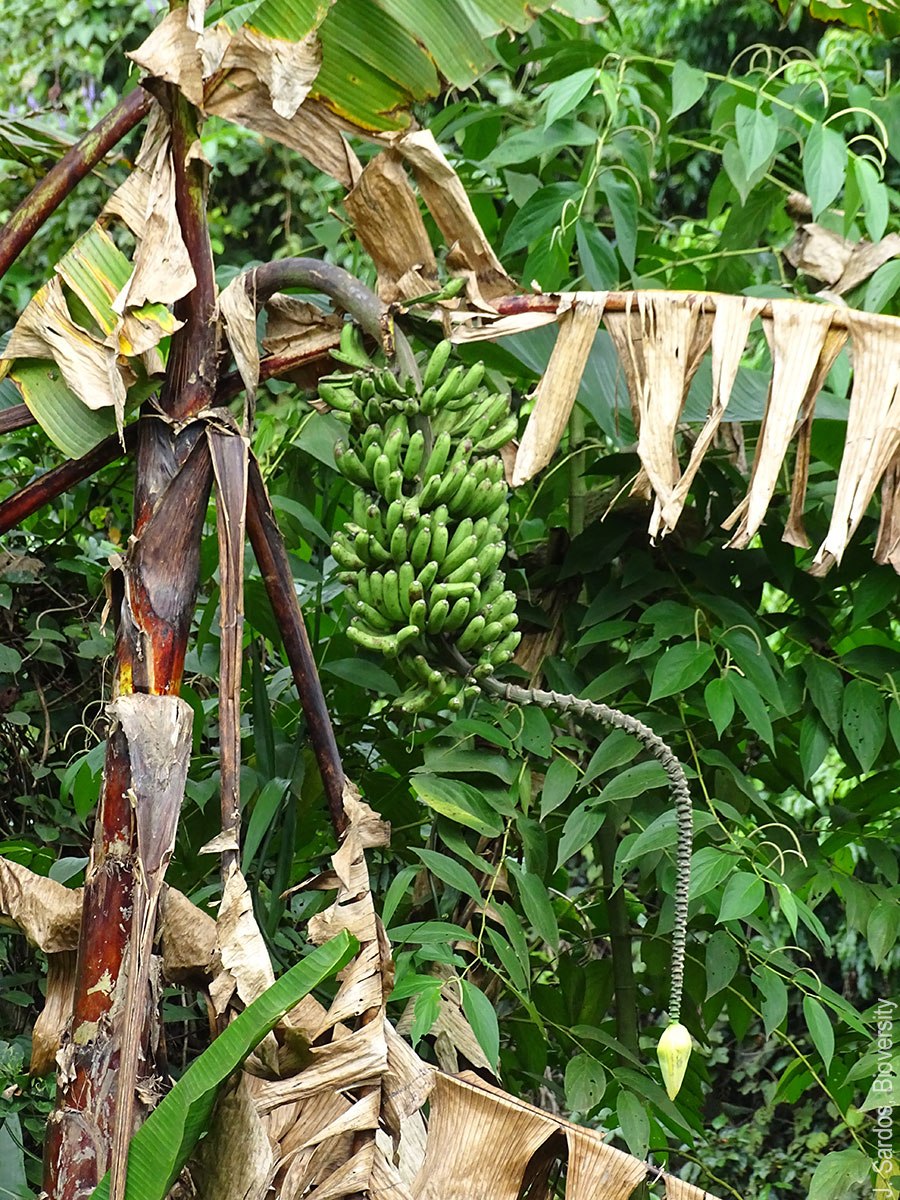 Musa acuminata банан