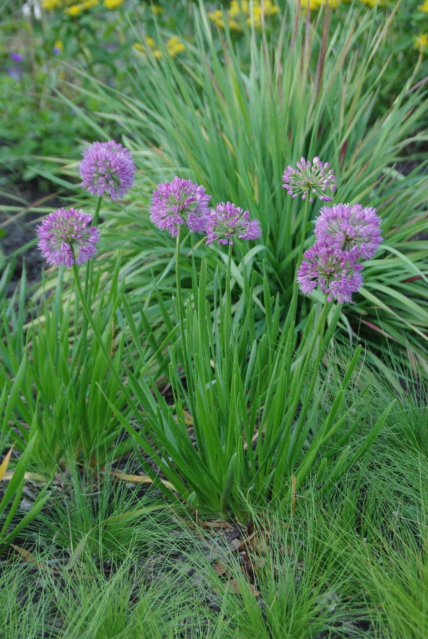 Лук-Анзур (горный лук)