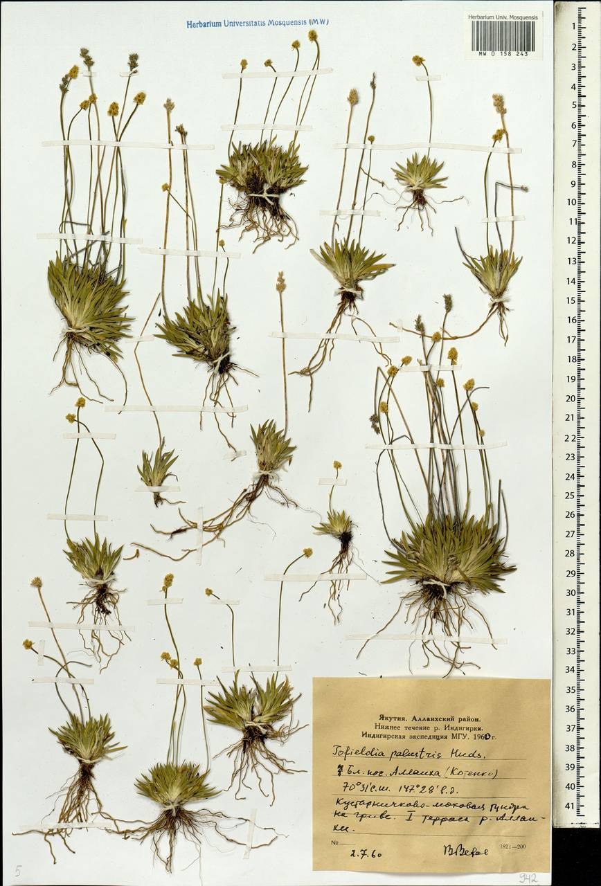Tofieldia calyculata