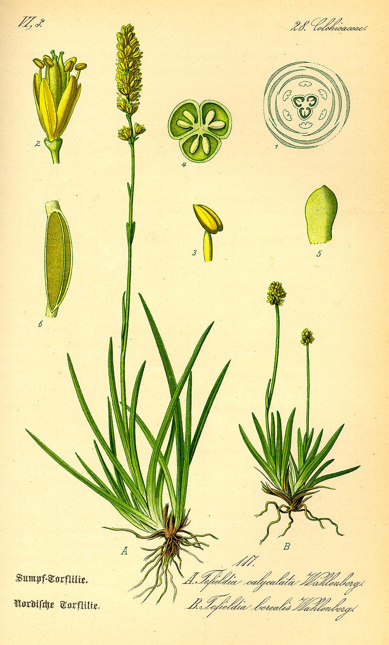 Luzula художник арты