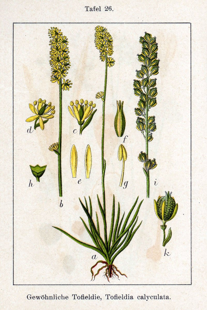 Tofieldiaceae