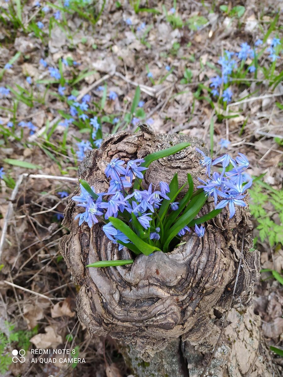 Сцилла Сибирская Бифолиа