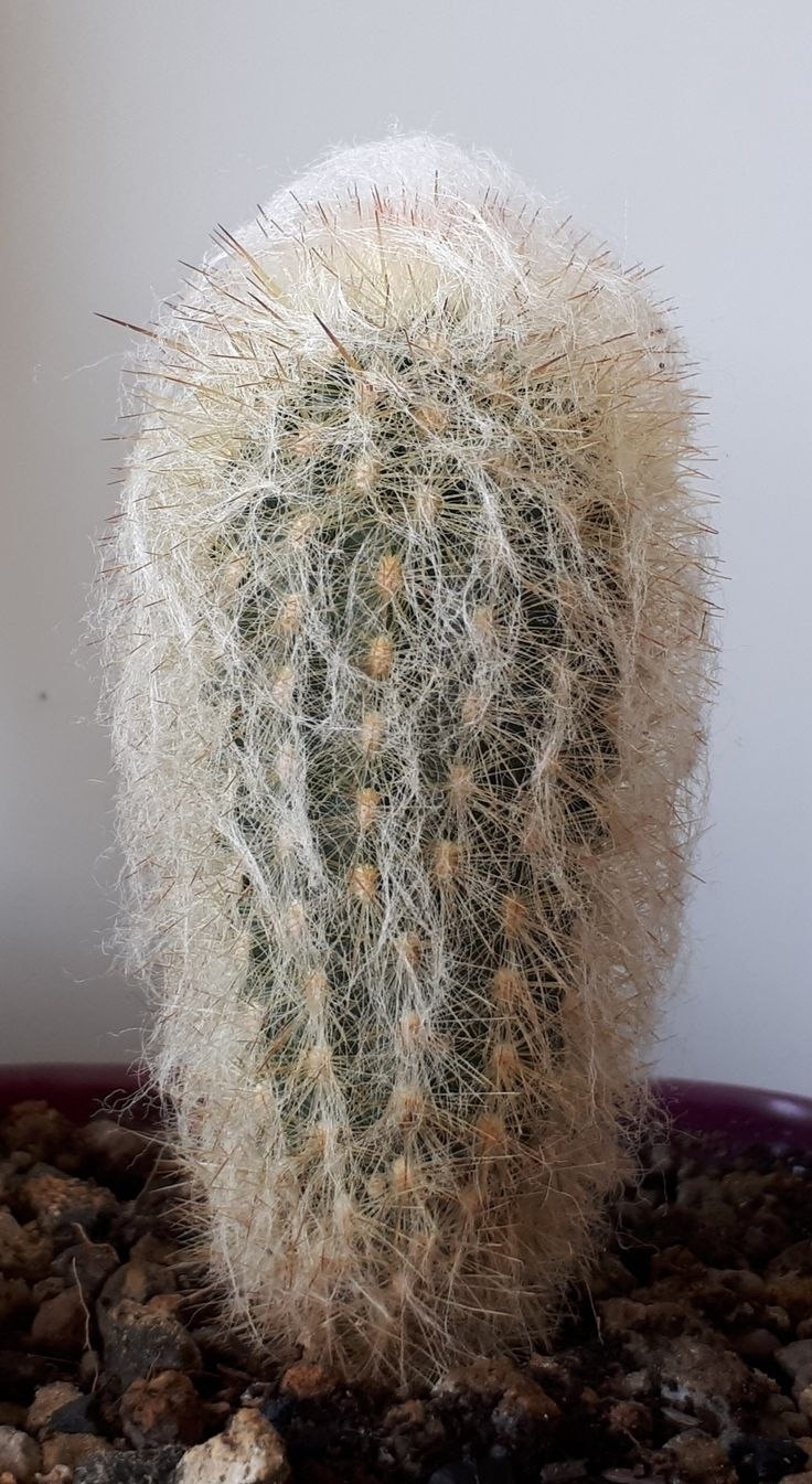 Oreocereus Ritteri