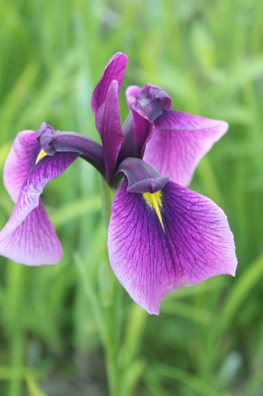 Ирис потанина