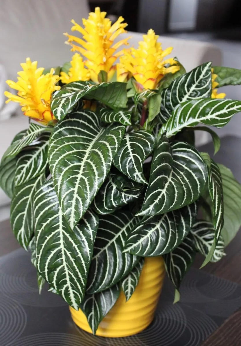 Саншеция комнатный цветок