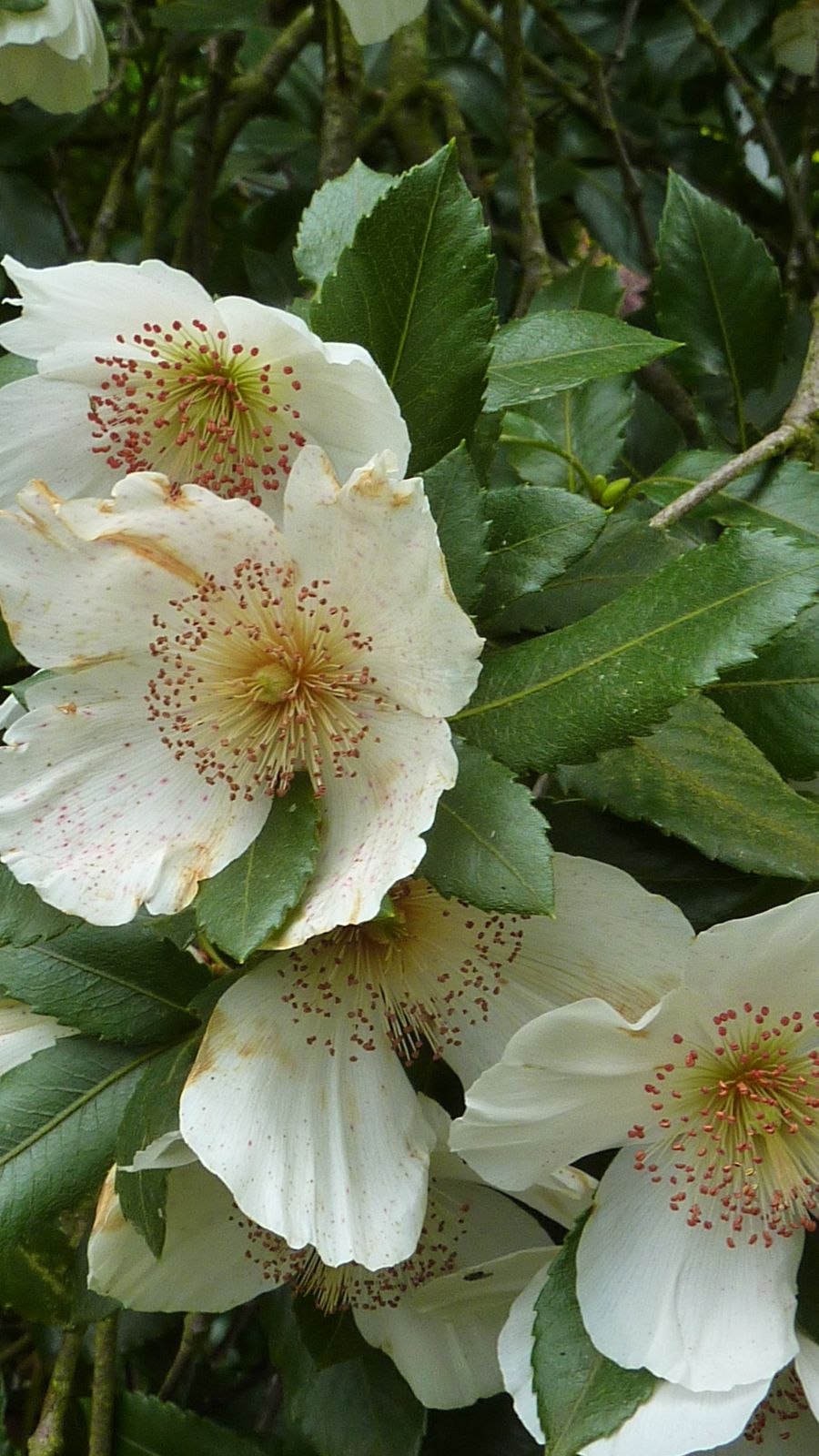 Eucryphia cordifolia