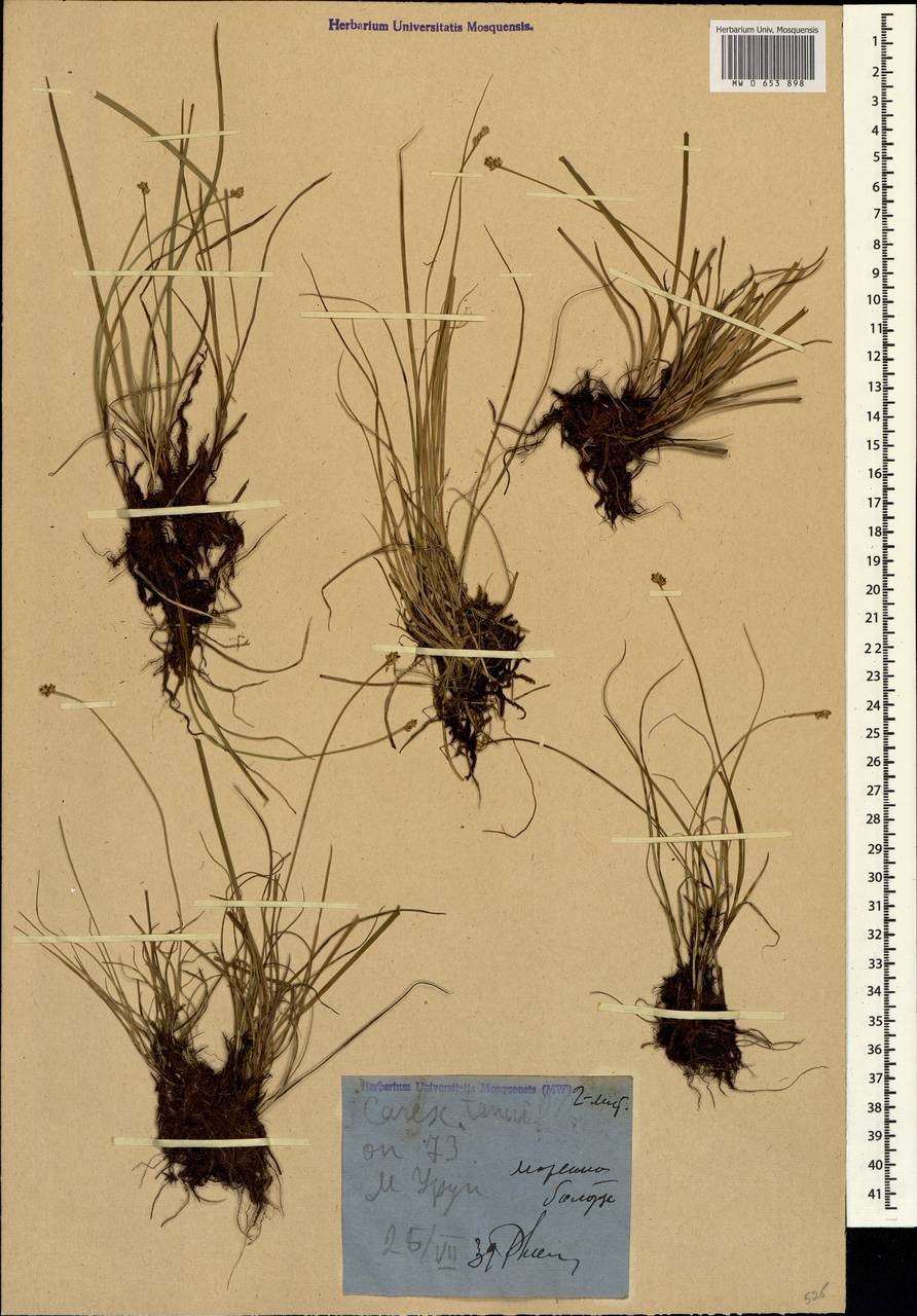 Carex tenuiflora
