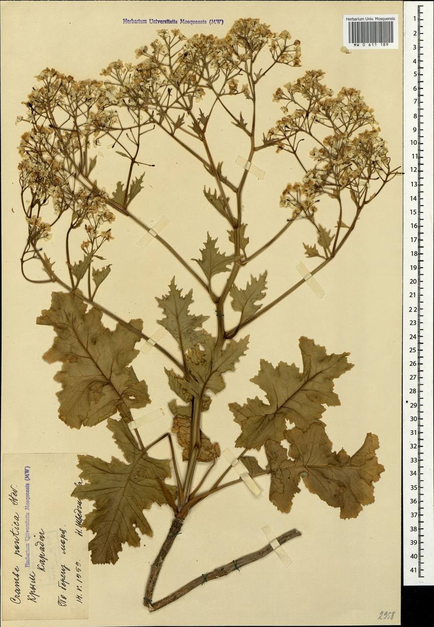 Катран абиссинский