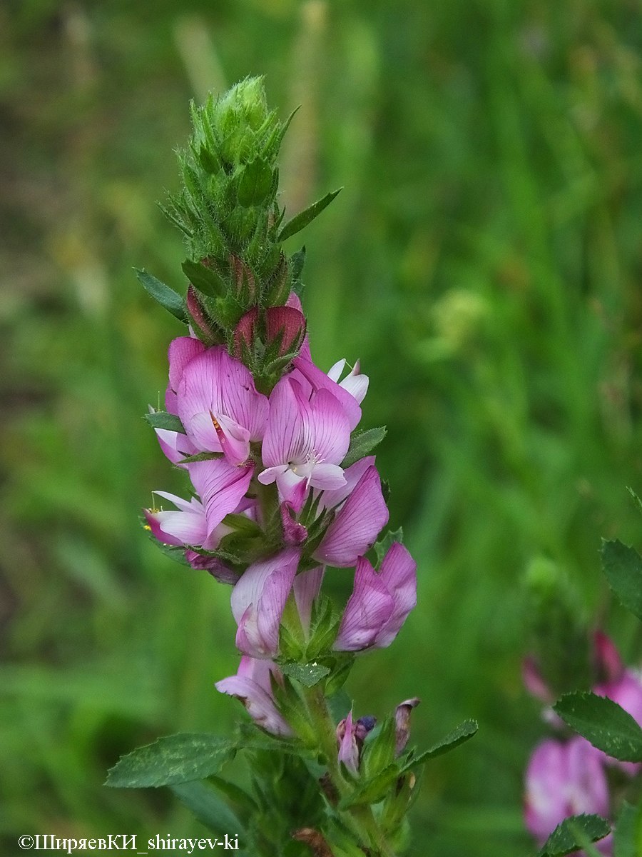 Стальник полевой (стальник Пашенный)