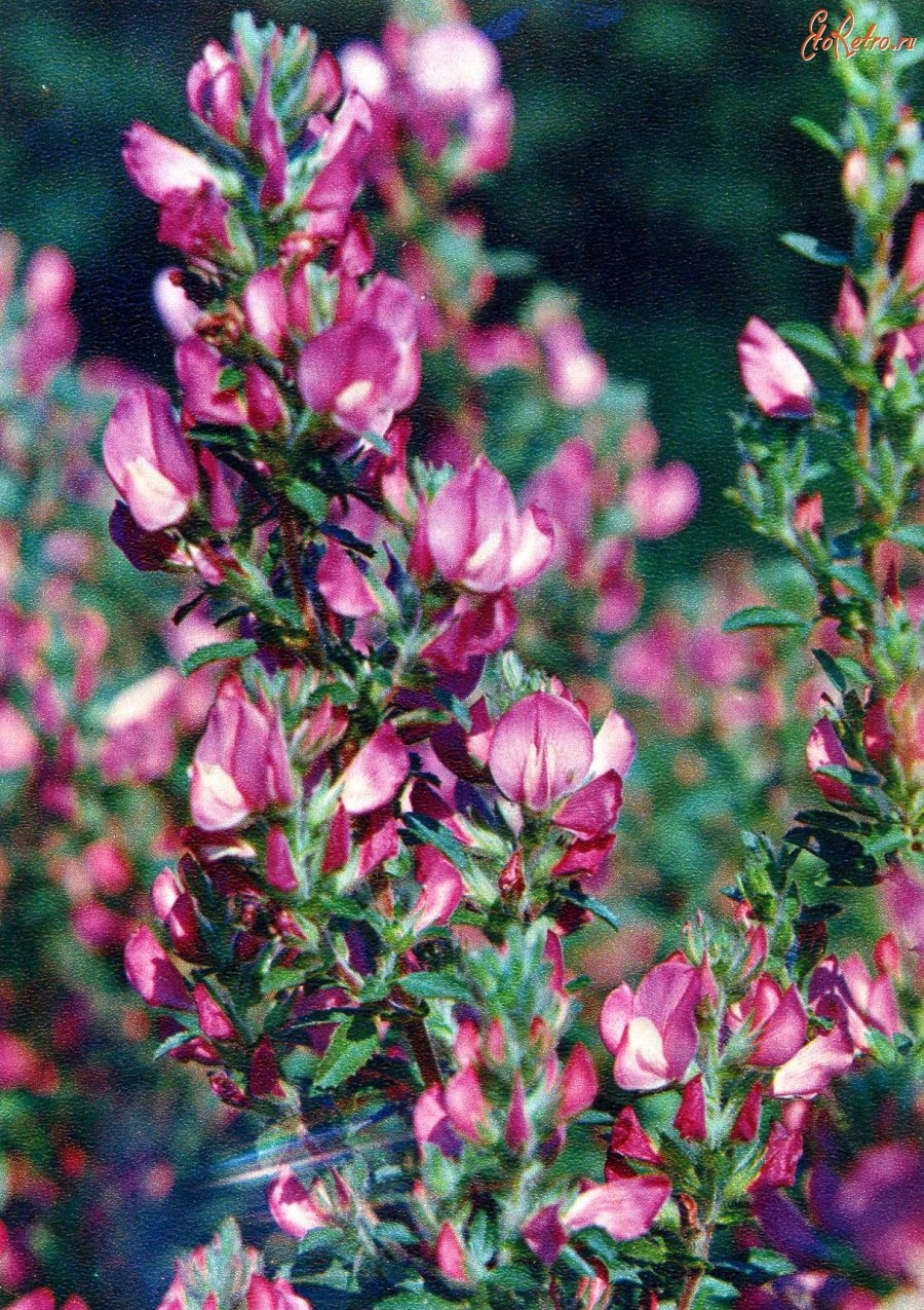 Стальник полевой