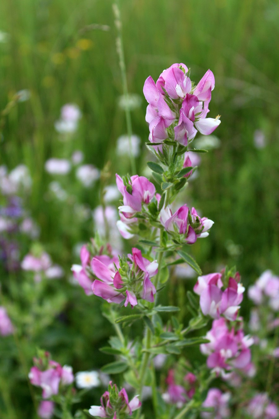 Стальник колючий