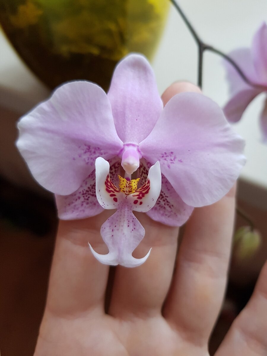 Фаленопсис стюарта