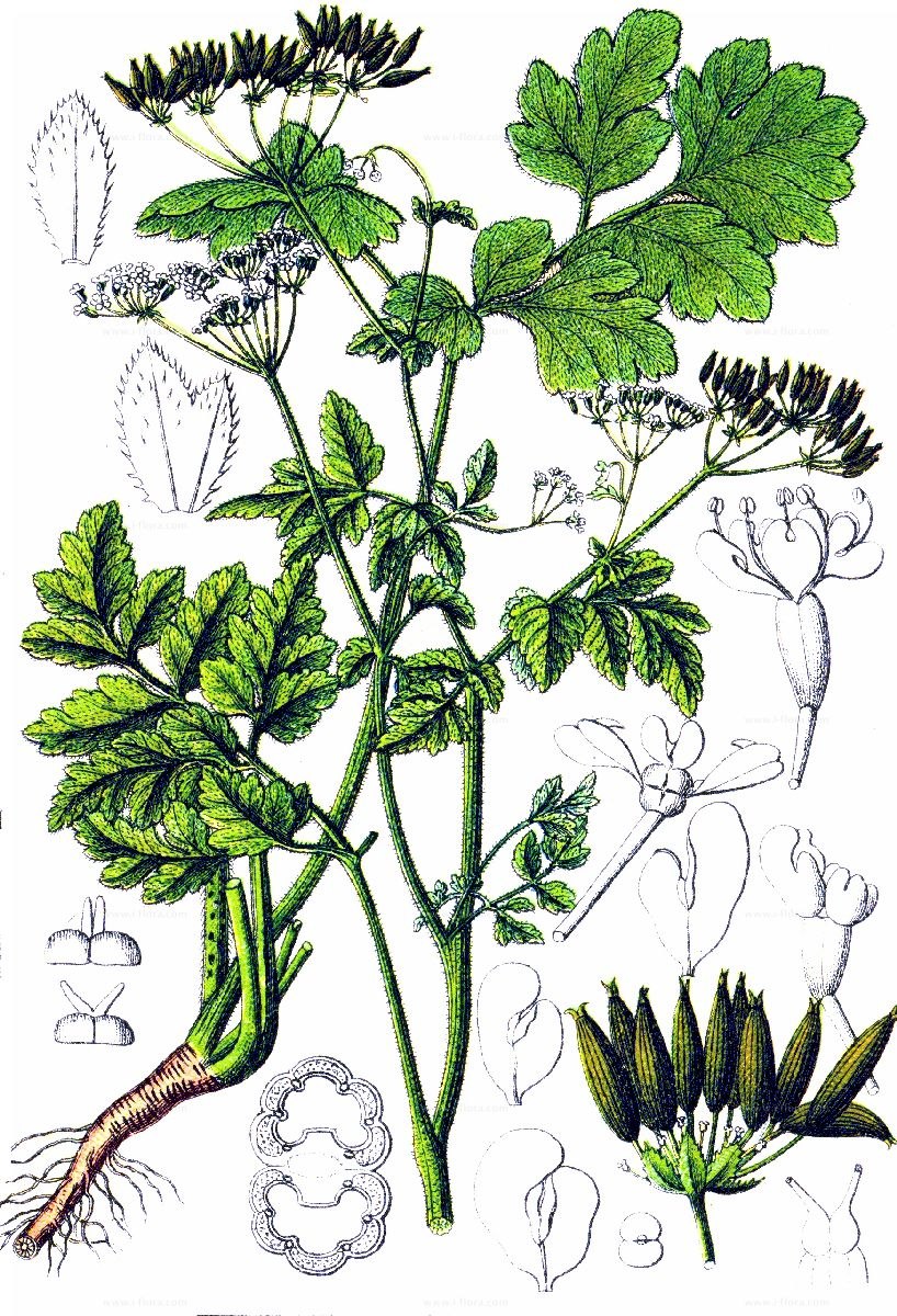 Бутень одуряющий (Chaerophyllum temulum l.)