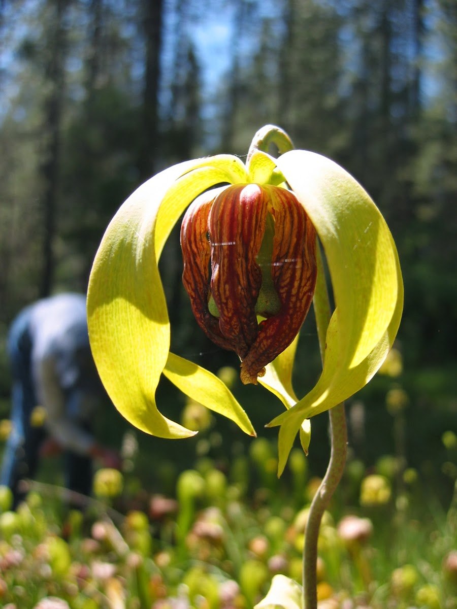 Дарлингтония Калифорнийская