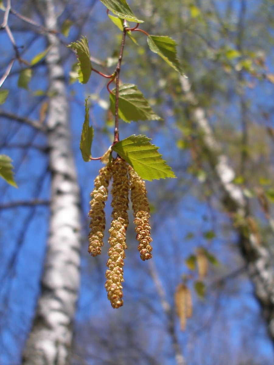 Betula pendula плод