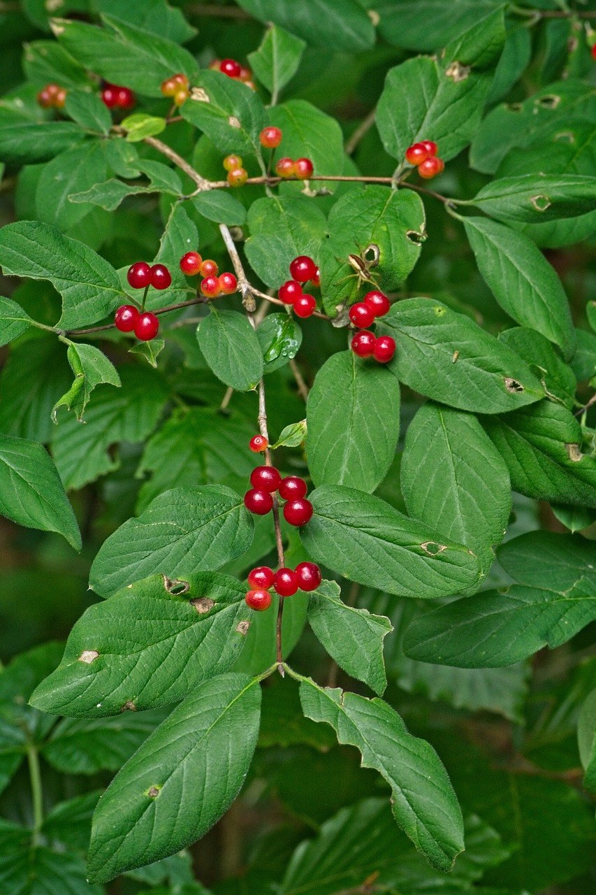 Жимолость обыкновенная цветы
