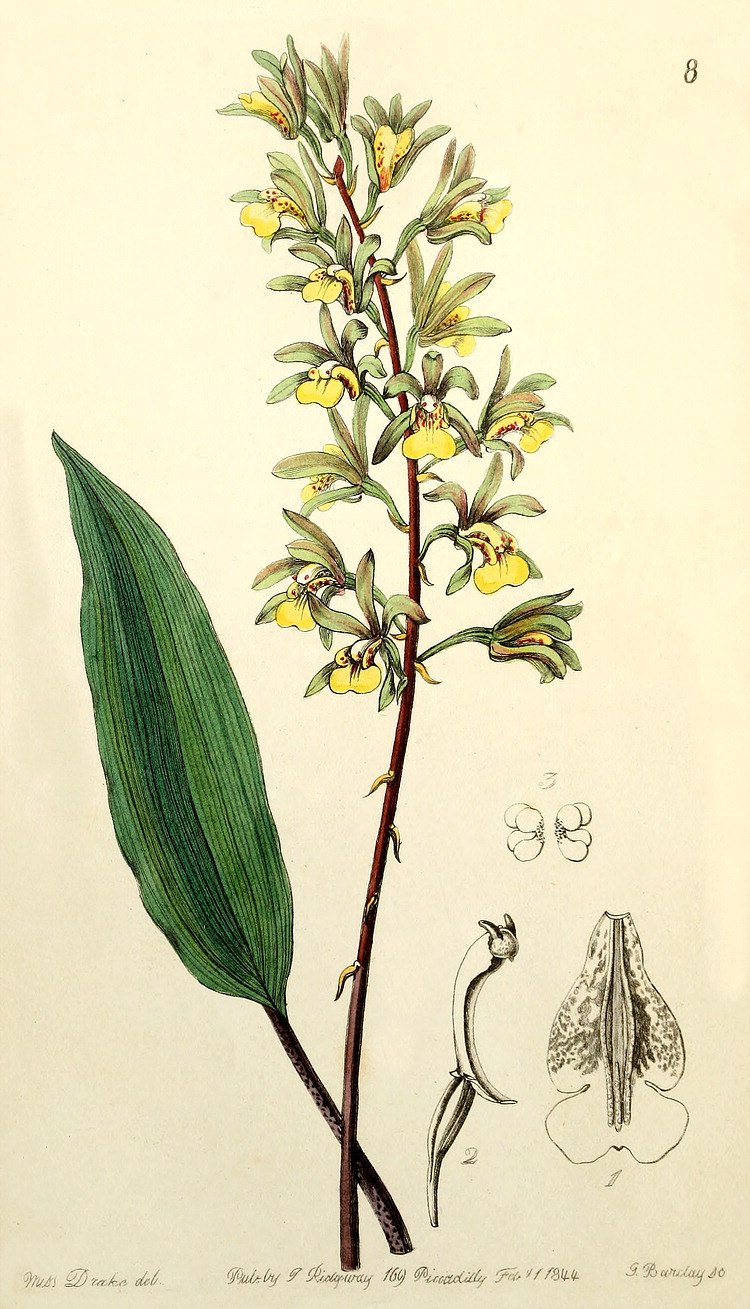 Семейство Гимантандровые (Himantandraceae)