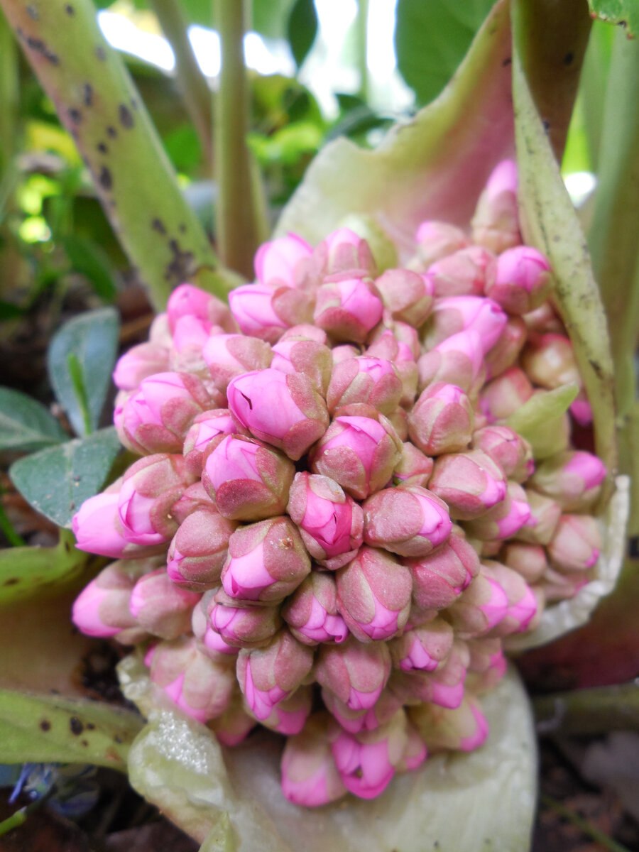 Борец толстолистный