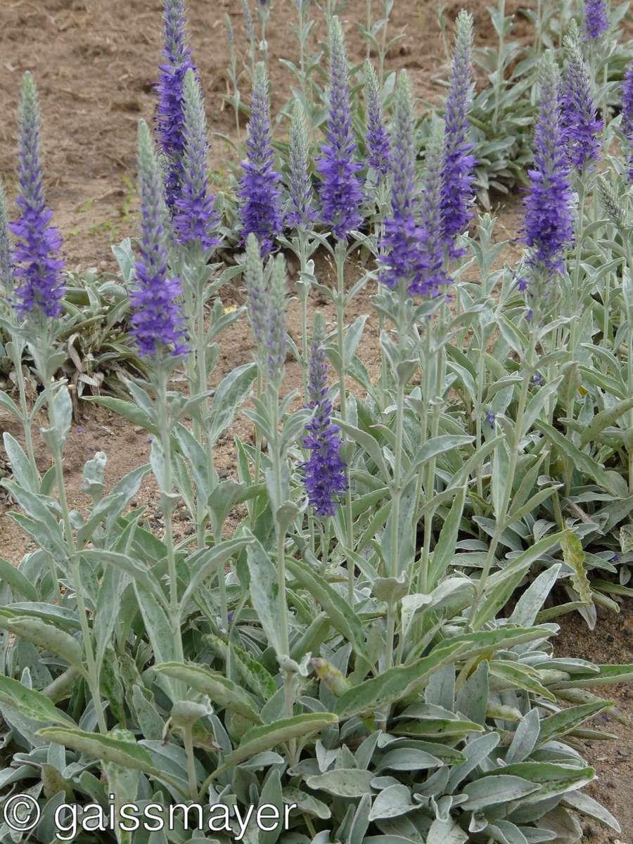 Вероника колосистая Седая