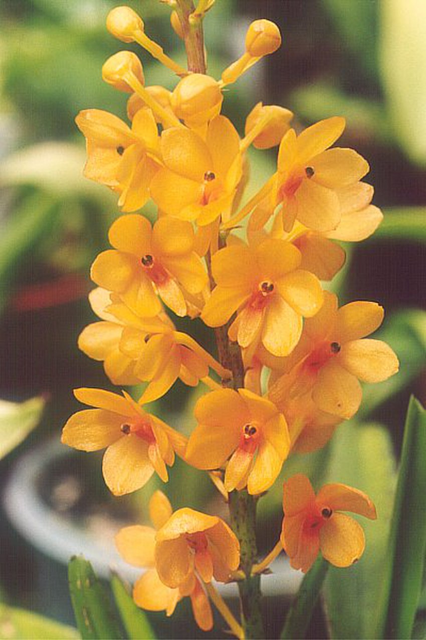 Ascocentrum curvifolium