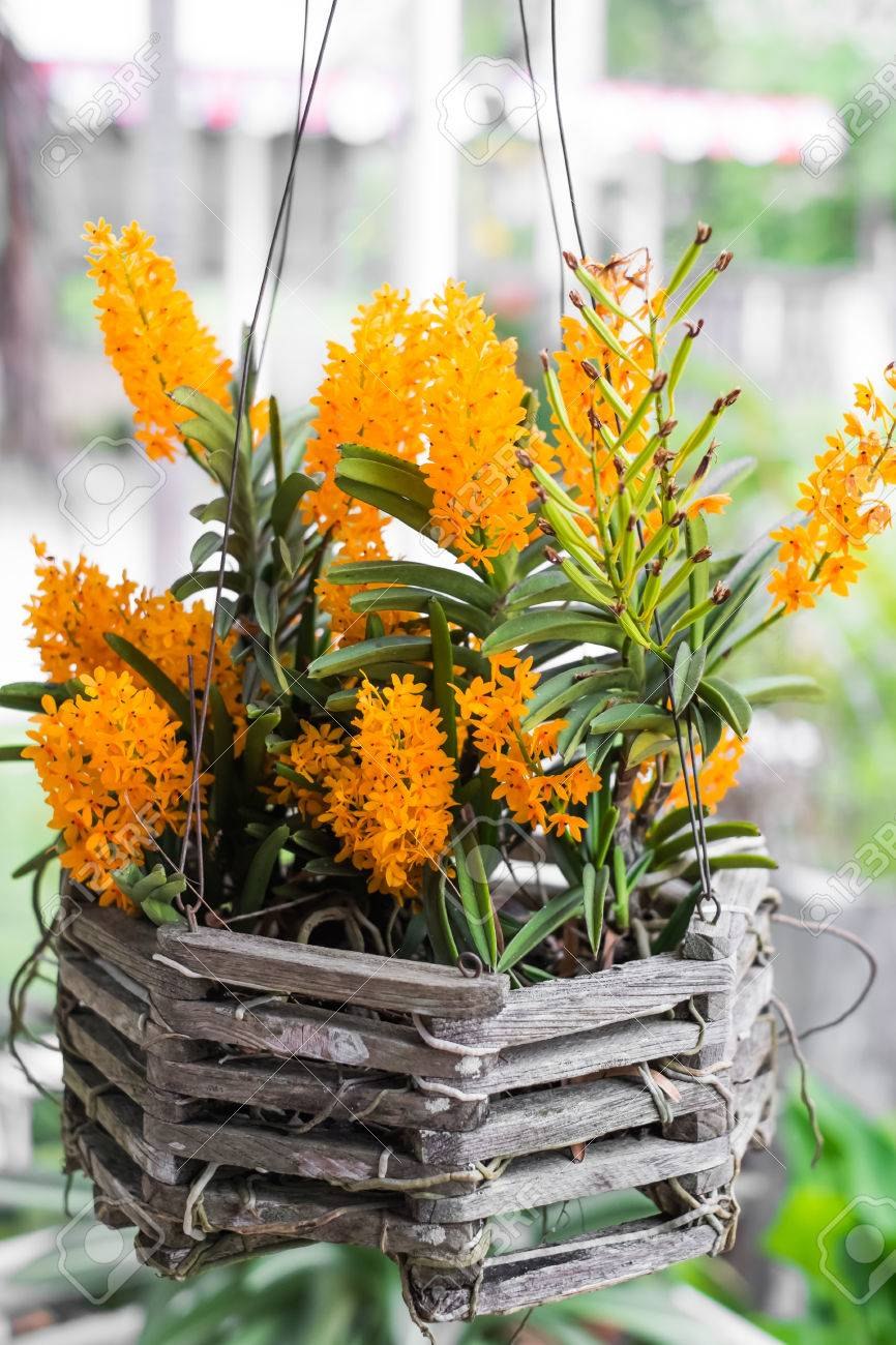 Ascocentrum ampullaceum var Alba