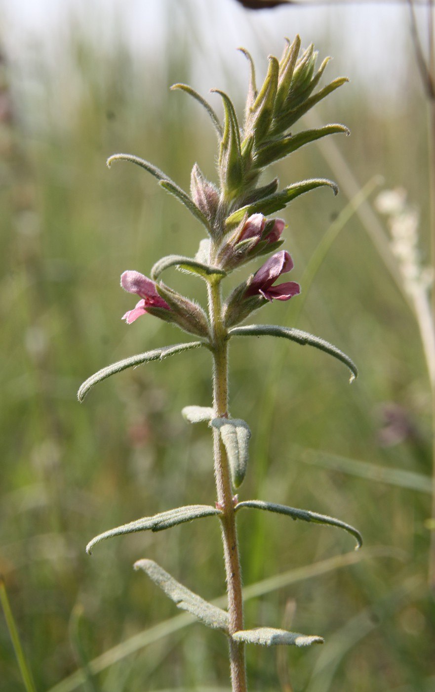 Погремок большой Rhinanthus Major