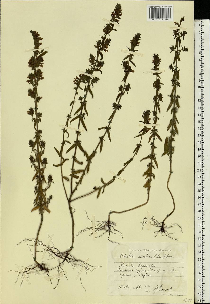 Зубчатка обыкновенная рисунок