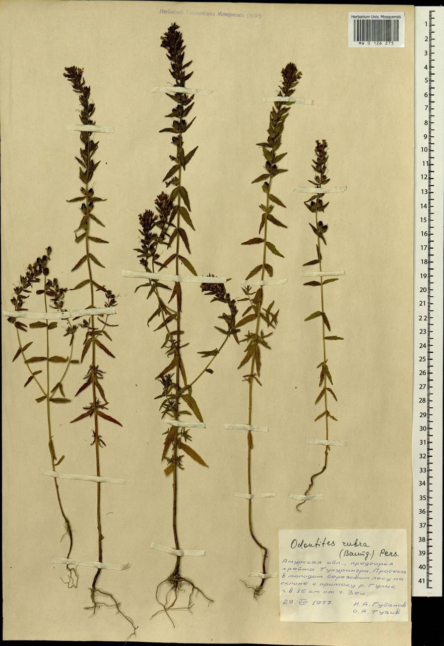 Каменка обыкновенная птица Зюраткуль