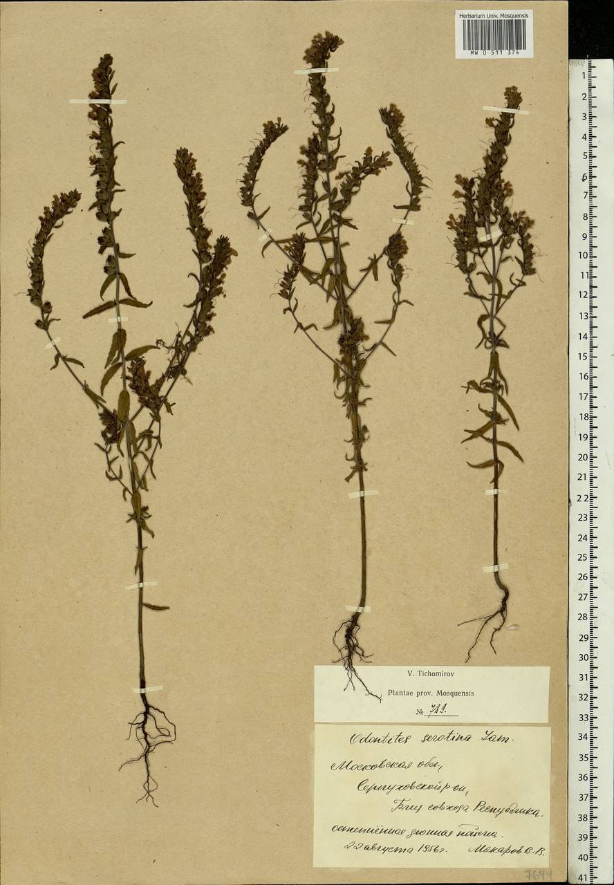 Шалфей в лесу