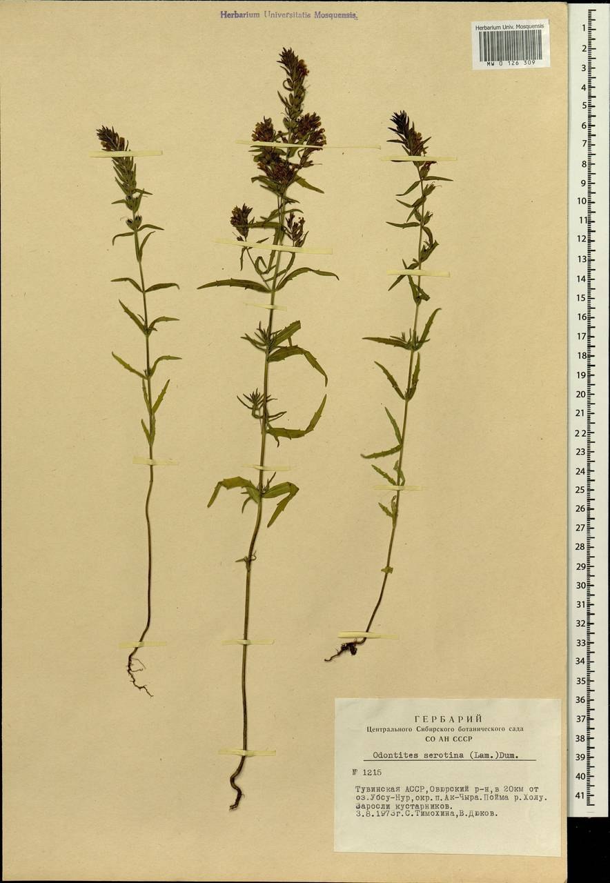 Зубчатка обыкновенная