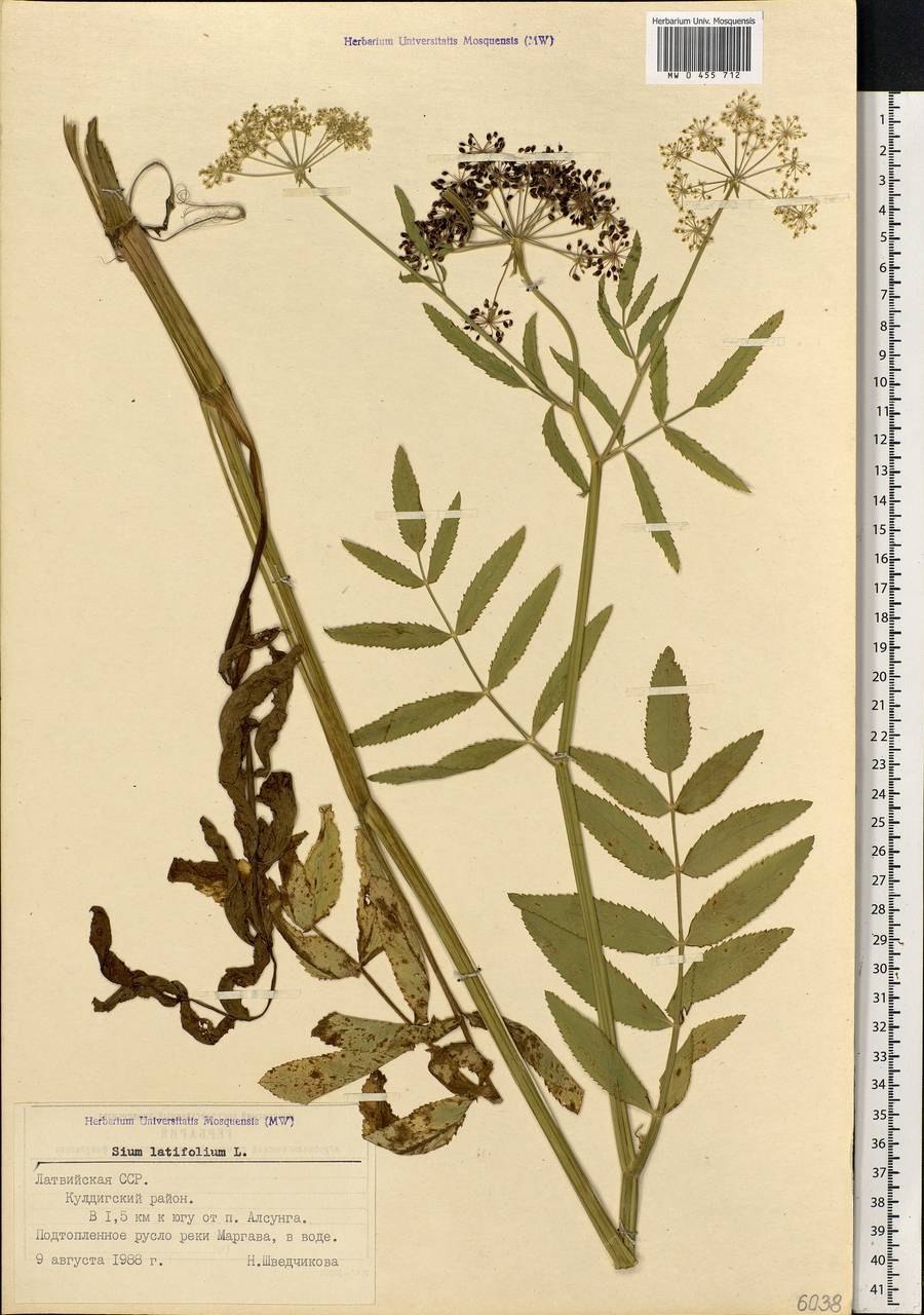 Поручейник широколистный (Sium latifolium l.)