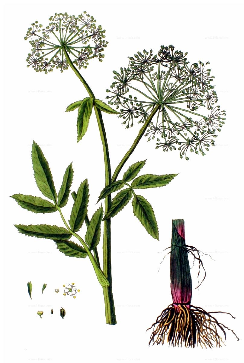 Поручейник Черныш птица