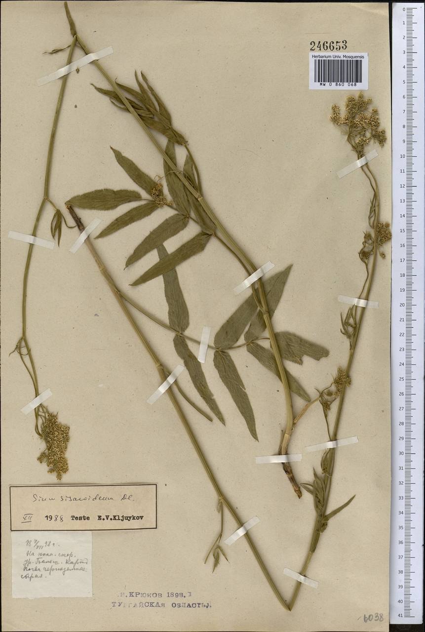 Корни Sium sisaroideum