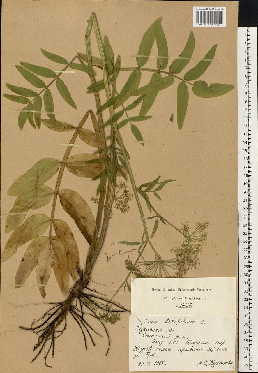 Поручейник сизаровидный