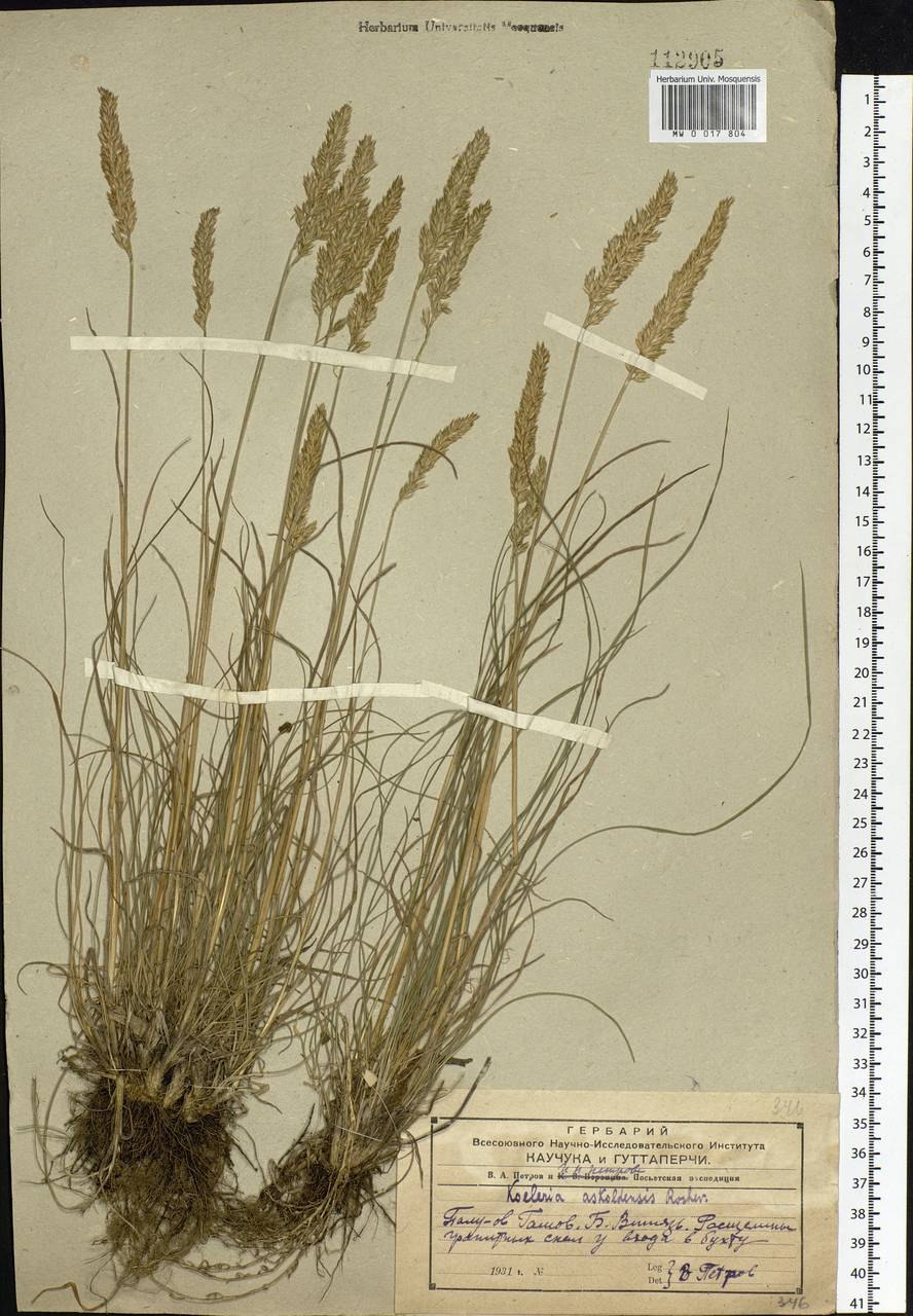 Тонконог Степной