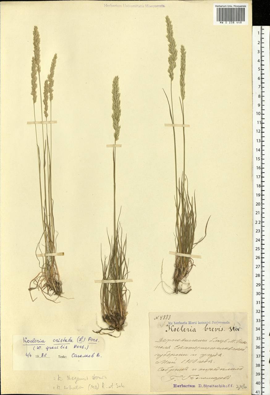 Тонконог монгольский