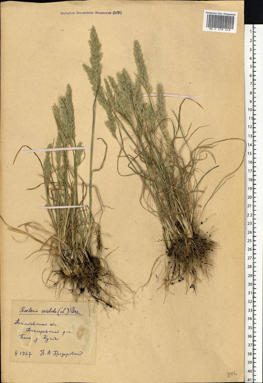 Келерия сизая